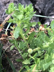 Centipeda cunninghamii