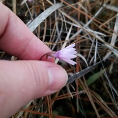 Pinguicula planifolia