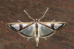 Glyphodes prothymalis