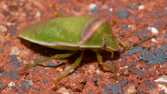 Piezodorus oceanicus