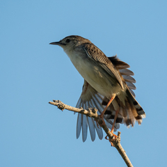 Cisticola cherina