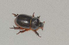 Temnorhynchus baal