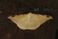 Luxiaria phyllosaria