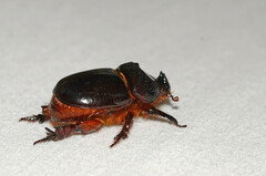 Temnorhynchus baal