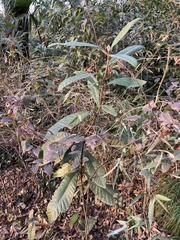 Eriobotrya japonica
