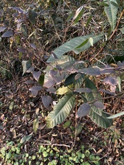 Eriobotrya japonica
