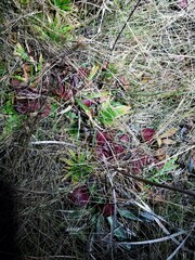 Sarracenia psittacina