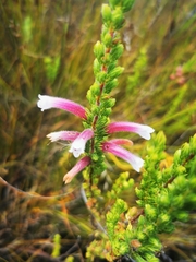 Erica perspicua