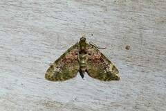 Chloroclystis semiscripta