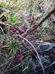Sarracenia psittacina