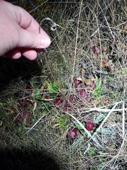 Sarracenia psittacina