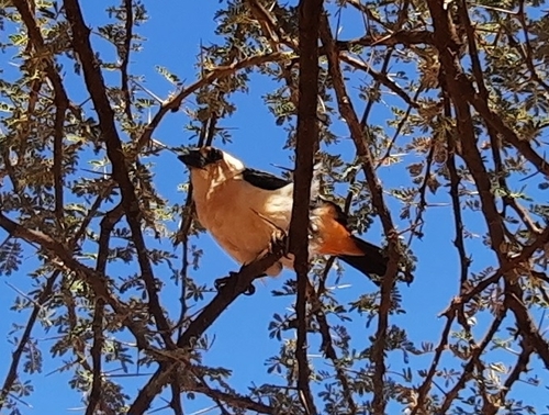 White-headed Buffalo-Weaver