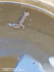 Pachydactylus vansoni