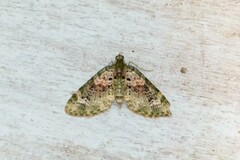 Chloroclystis semiscripta