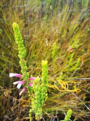 Erica perspicua