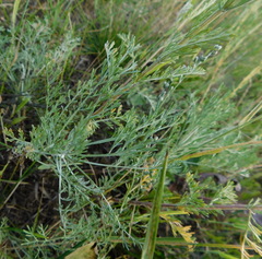 Artemisia