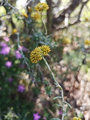 Helichrysum cymosum