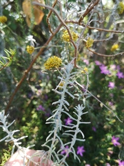 Helichrysum cymosum