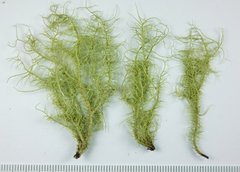 Usnea pacificana