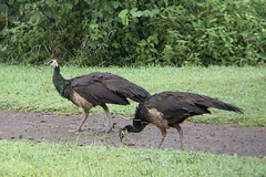 Pavo cristatus × muticus