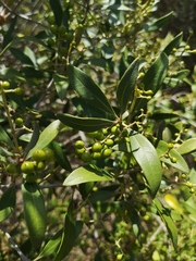 Olea europaea cuspidata