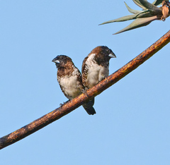 Spermestes cucullata