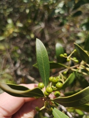 Olea europaea cuspidata