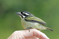 Pogoniulus bilineatus