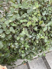 Ficus pumila