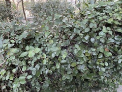 Ficus pumila