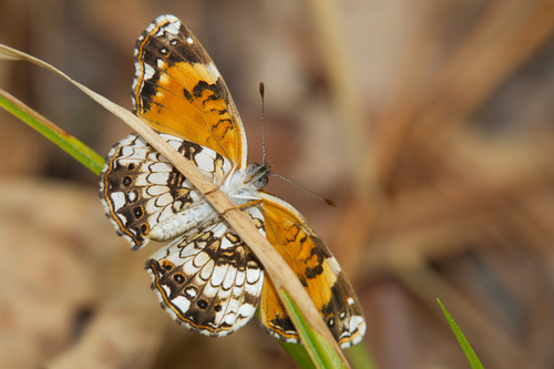 Silvery Checkerspot