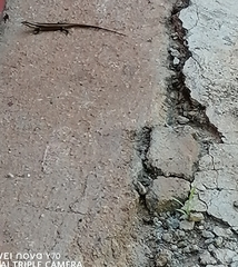 Trachylepis punctatissima