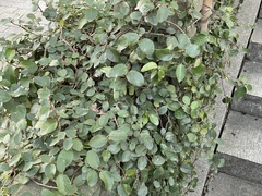 Ficus pumila