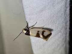 Antipterna trilicella