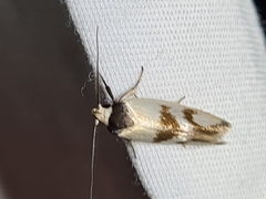 Antipterna trilicella