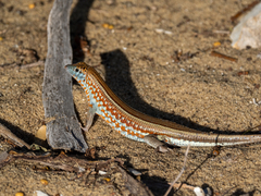 Peters' Keeled Cordylid photo 2