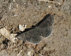 Exoplisia cadmeis