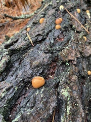 Cryptoporus volvatus