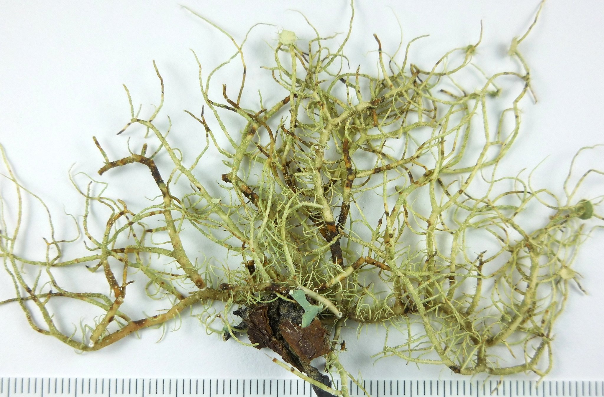 Parmeliaceae image