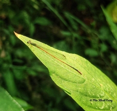 Aciagrion pallidum