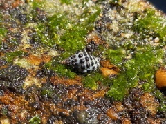 Tenguella marginalba