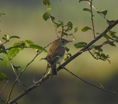 Iduna caligata