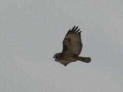 Buteo buteo vulpinus