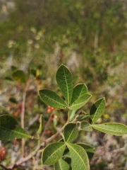 Searsia laevigata