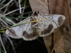 Gastrinodes bitaeniaria