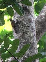 Dendrocolaptes picumnus