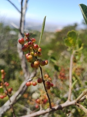 Searsia laevigata