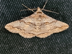 Gastrinodes bitaeniaria