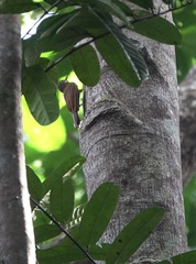 Dendrocolaptes picumnus