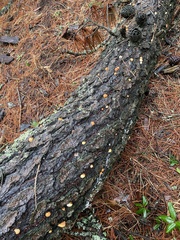 Cryptoporus volvatus